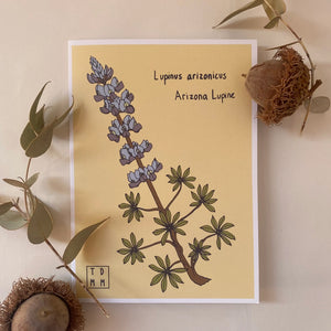 Sonoran Witch Boy Lupine Greeting Card